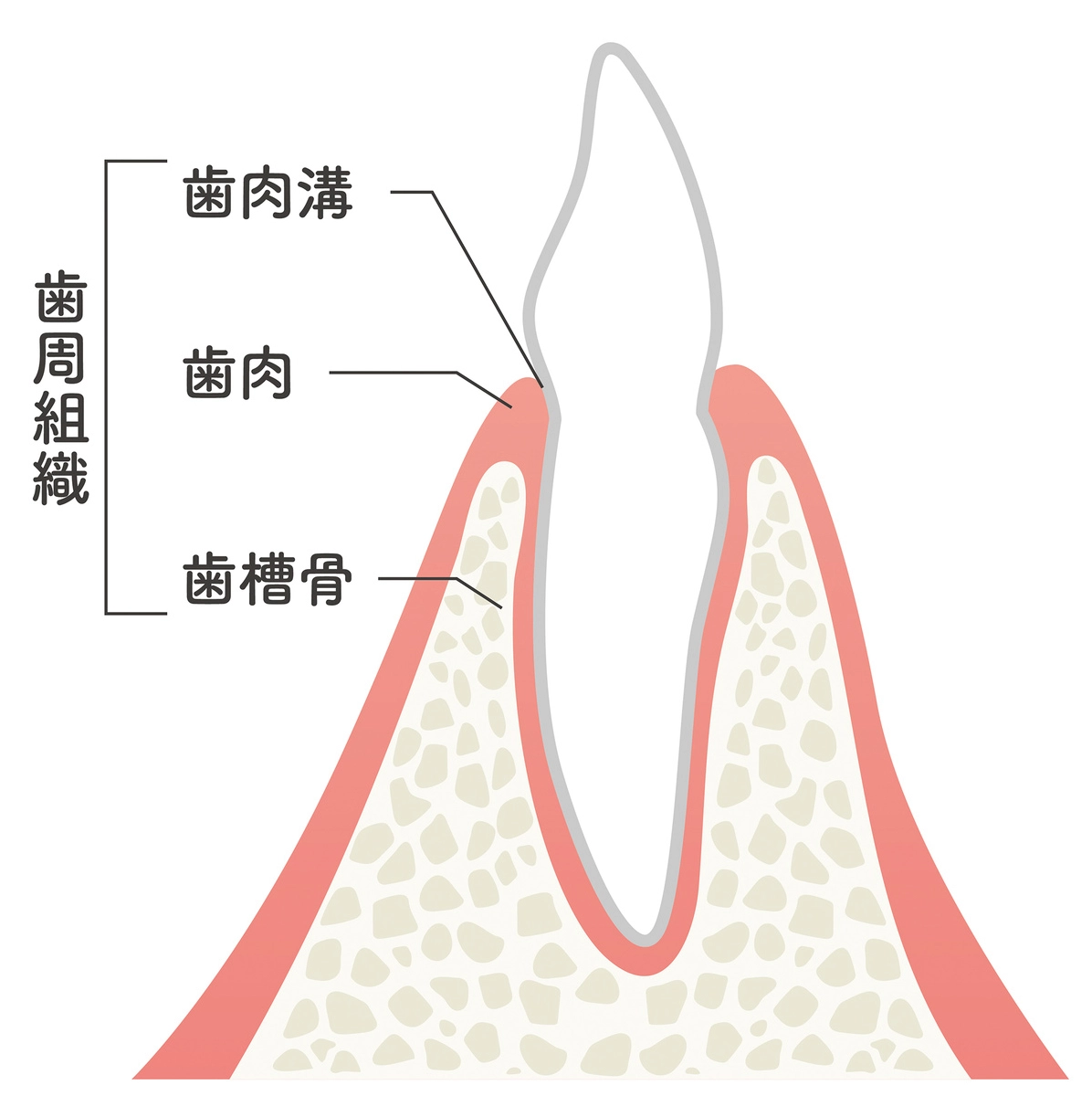 健康な歯ぐき